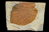 Fossil Leaf (Davidia) - Montana #165021-1